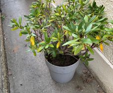 Rhododendron and pot