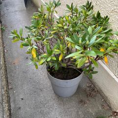 Rhododendron and pot