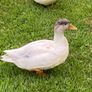 call ducks Image 2