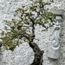 Bonsai Image 10