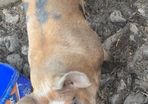 Pigs