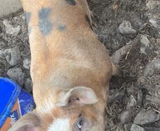 Pigs