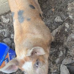 Pigs