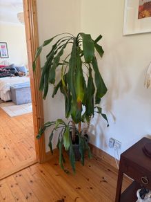Statement House Plant