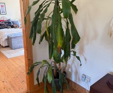 Statement House Plant