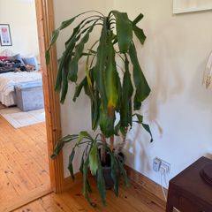 Statement House Plant
