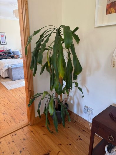 Statement House Plant