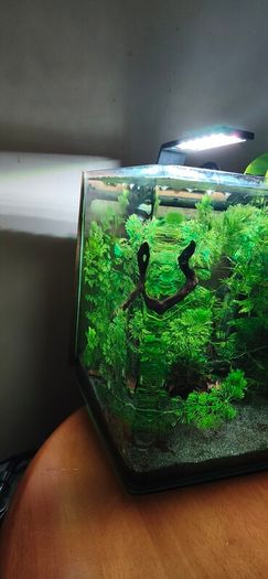 Blue Velvet Shrimp Aquarium