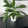 Indoor Plant Set with White Pots - Available Together or Separately Image 2