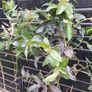 Eucalyptus " glue gum " trees Image 2