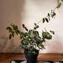 25 Potted Plants & 6 Boxes of Floral Styling Stock Image 6