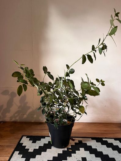 25 Potted Plants & 6 Boxes of Floral Styling Stock