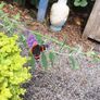 Buddlia Butterfly Bush Image 3