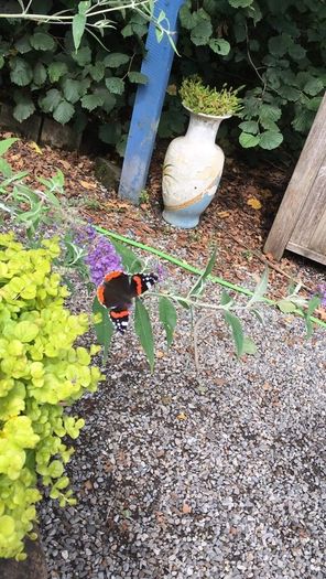Buddlia Butterfly Bush
