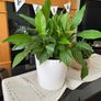 White Lily Image 2