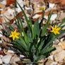plants Image 2