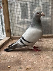 Show Racer Pigeons