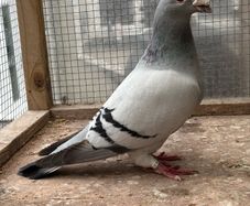 Show Racer Pigeons