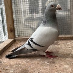 Show Racer Pigeons