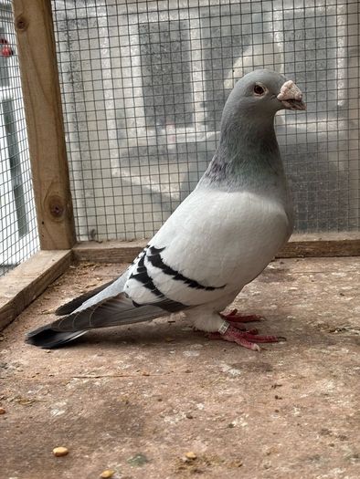Show Racer Pigeons