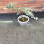 Eucalyptus Plant Image 2