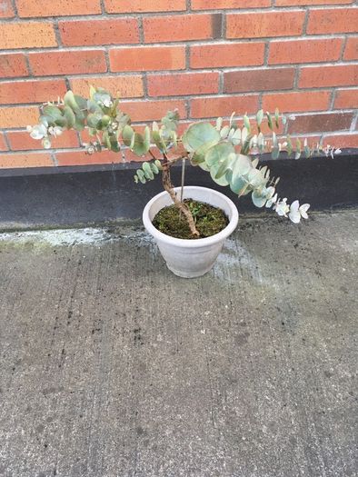 Eucalyptus Plant