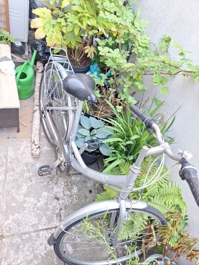 Bike Giant expression