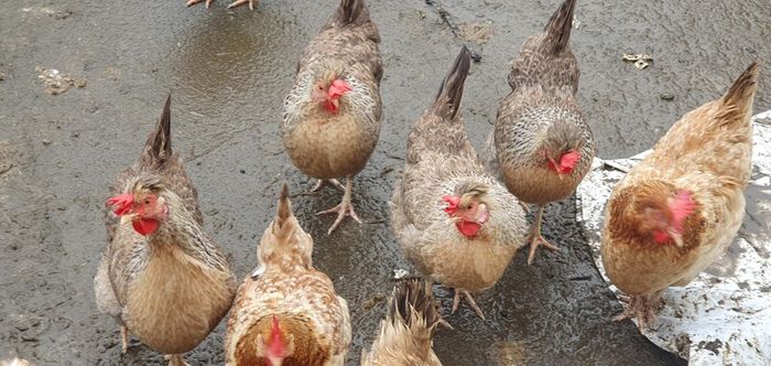 Fertile Cream Legbar Eggs