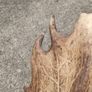 26" Stag's head Antlers Image 10