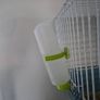 Adoption guinea pig male Image 4