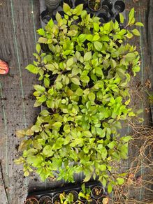 56 Dahlia Plants
