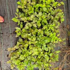 56 Dahlia Plants