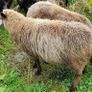 Shetland sheep Image 6