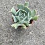 plant Image 2