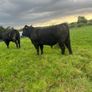 Angus bulls Image 4