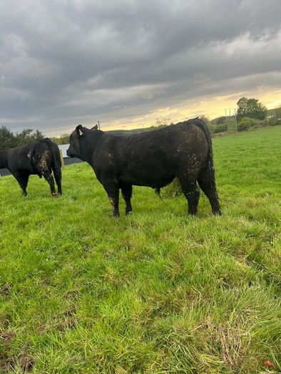 Angus bulls