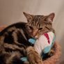 Missing cat Ballymun/Santry Image 4
