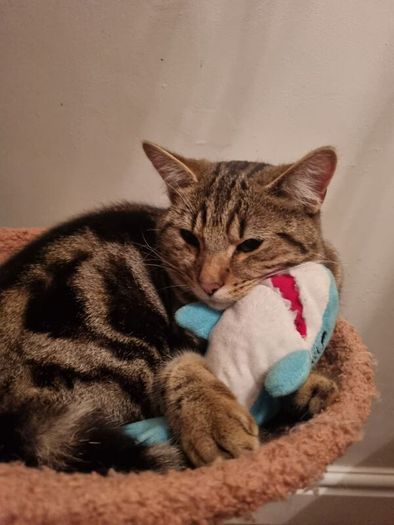 Missing cat Ballymun/Santry