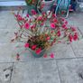 plant Image 2