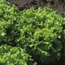 (L) Lettuce GUIDIZEL seeds (15s) (125845) Image 2