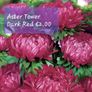 Aster seeds from 1 euro. over 15 different varieties Image 9