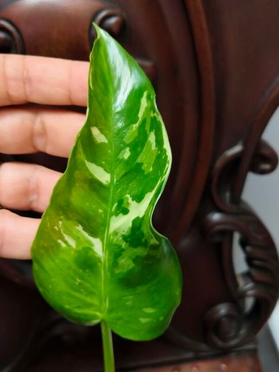 Philodendron Jose Buono
