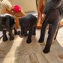 Elephants Image 4