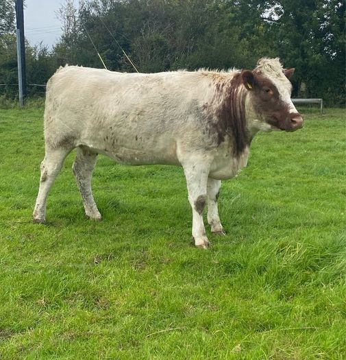 Genotyped Roan Shorthorn In Calf Heifer