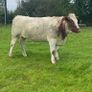 Genotyped Roan Shorthorn In Calf Heifer Image 4