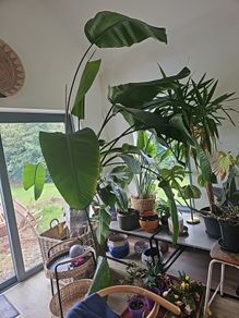 Beautiful large mature Bird of Paradise Plant