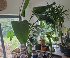 Beautiful large mature Bird of Paradise Plant