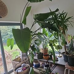 Beautiful large mature Bird of Paradise Plant