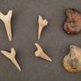 Fossilized prehistoric ammonites / sharks teeth ,With display box. Image 2