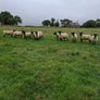 Hoggets Image 5